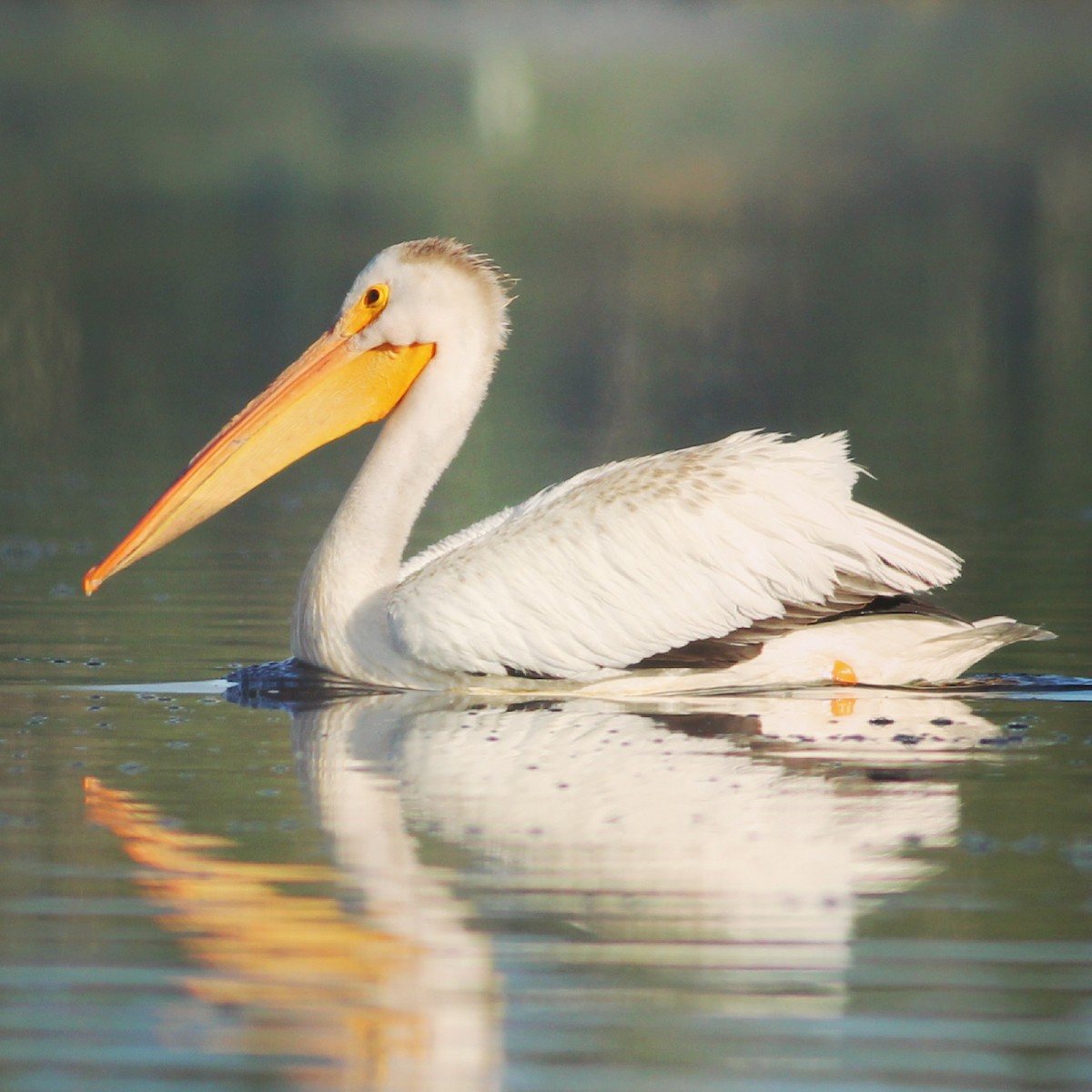 American White Pelican - Darcie Arcand