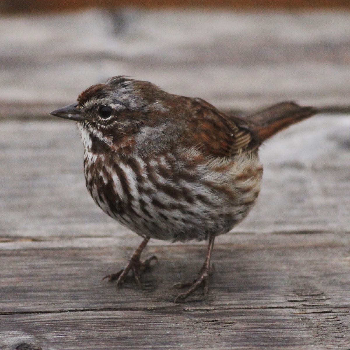 Song Sparrow - ML356530801