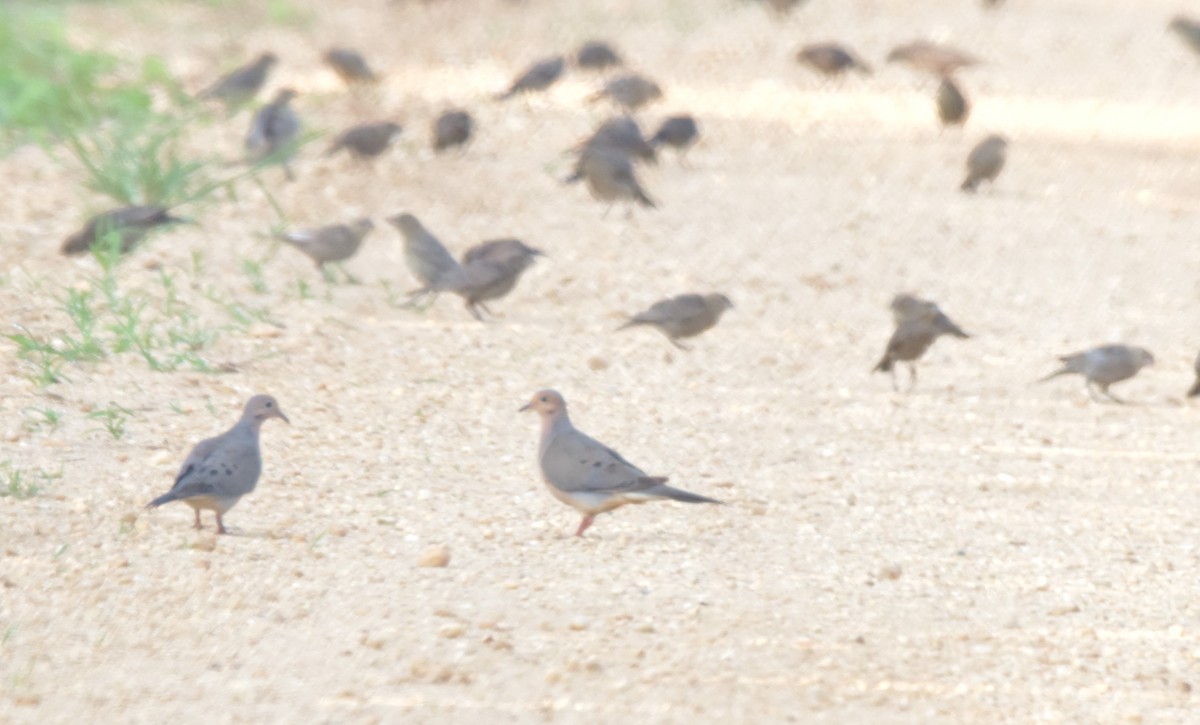 Tourterelle triste - ML356531511