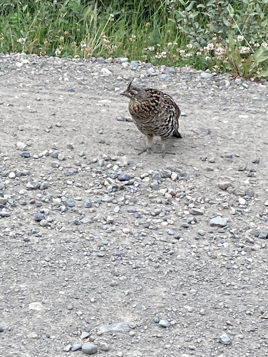 Ruffed Grouse - ML356532331