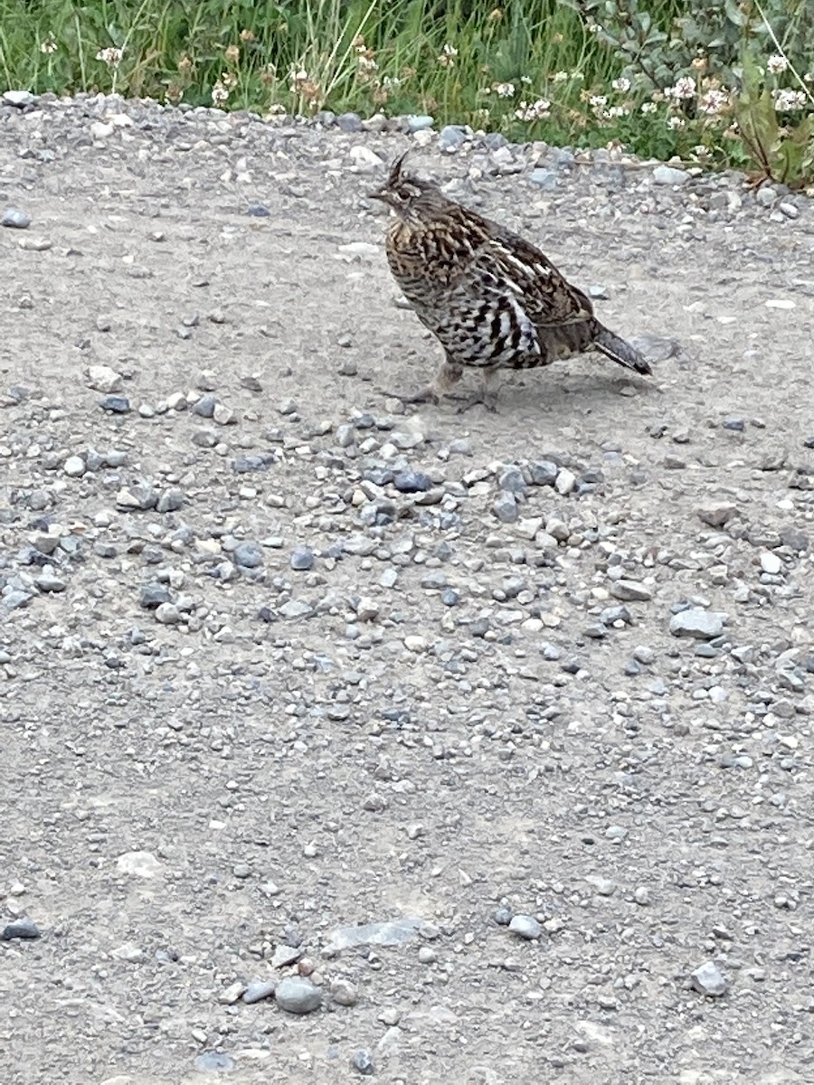 Ruffed Grouse - ML356532341