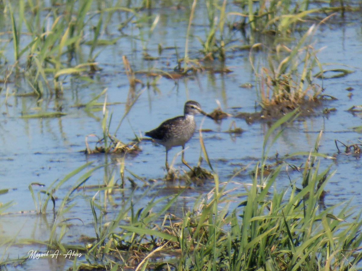 Wood Sandpiper - Miguel Alves