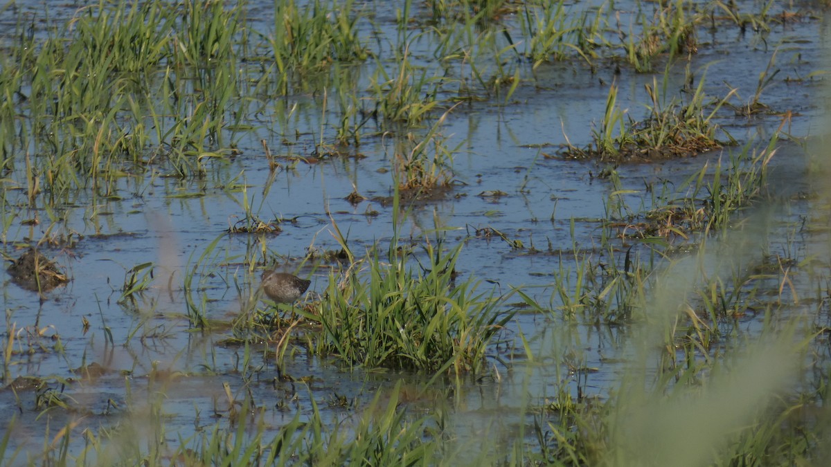 Bruchwasserläufer - ML356534591