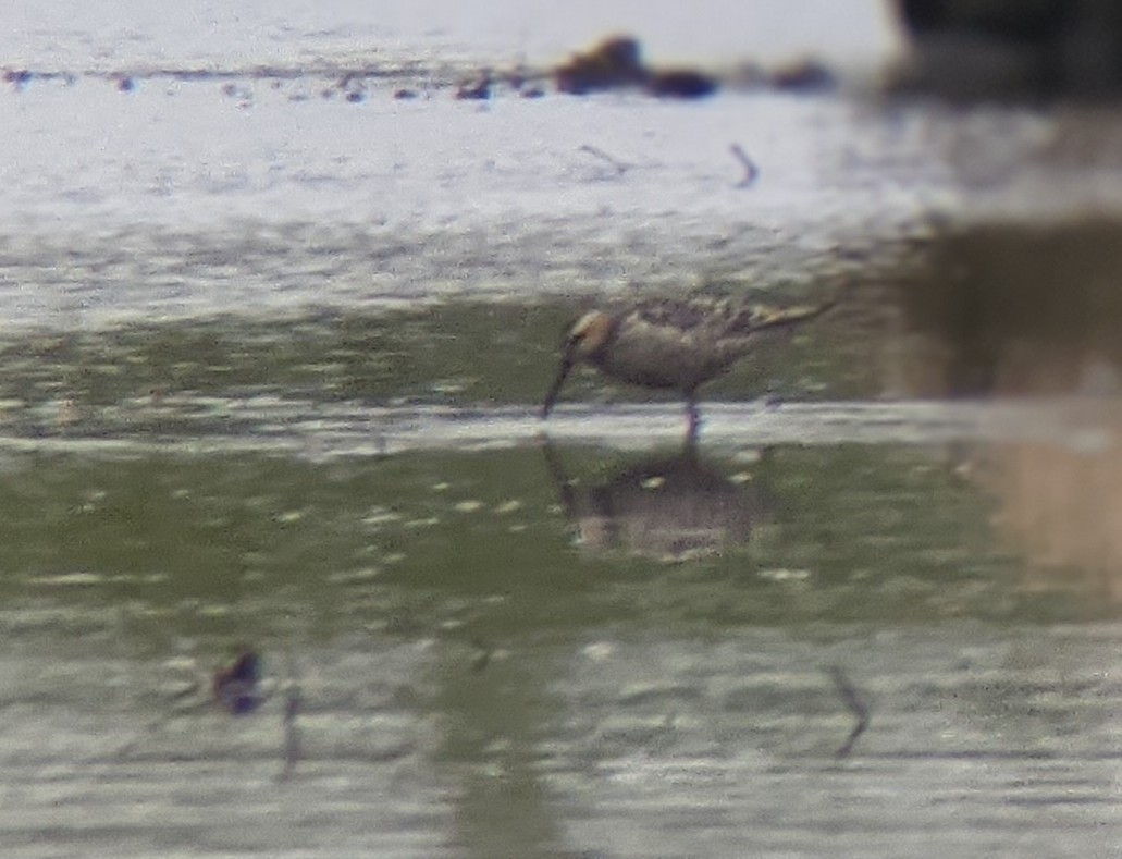 Stilt Sandpiper - ML356535801