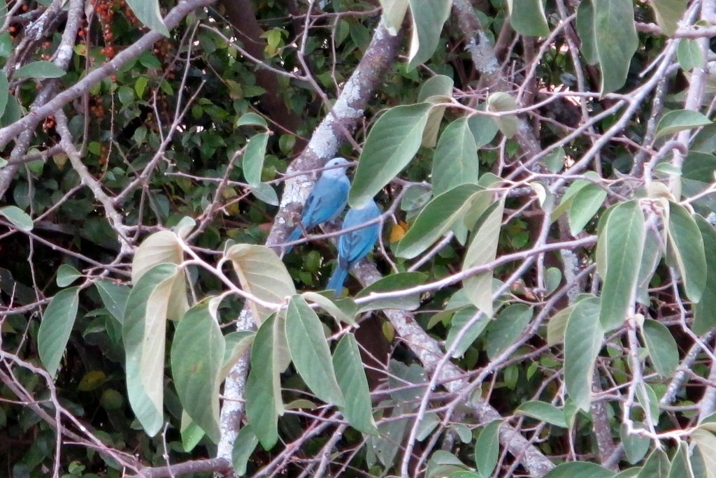 Blue-gray Tanager - ML35653691