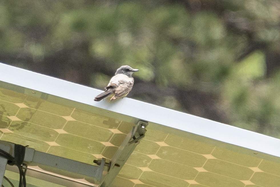 Western Kingbird - ML356537561