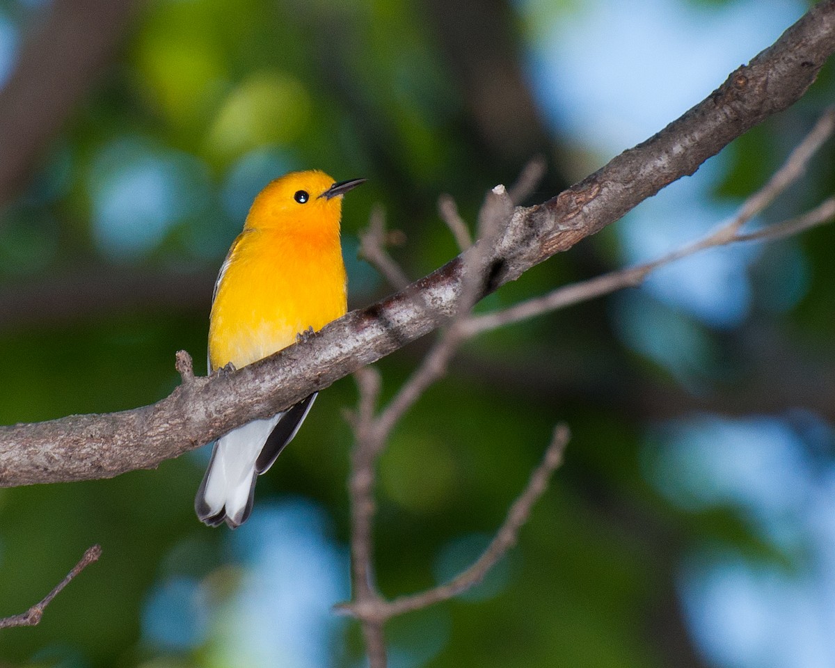 Prothonotary Warbler - ML35653761