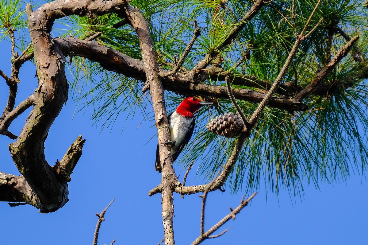Red-headed Woodpecker - ML356540601
