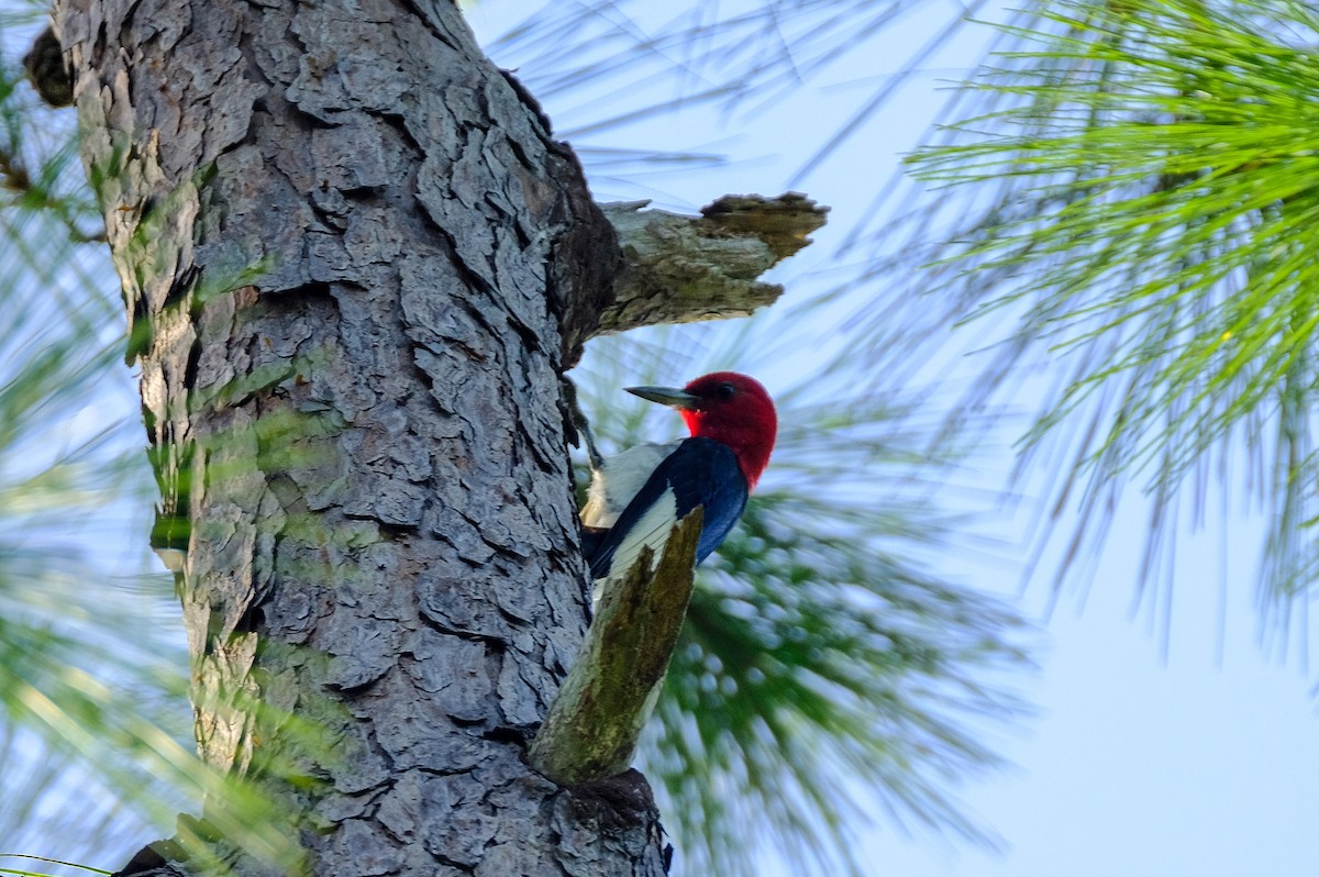 Red-headed Woodpecker - ML356540621