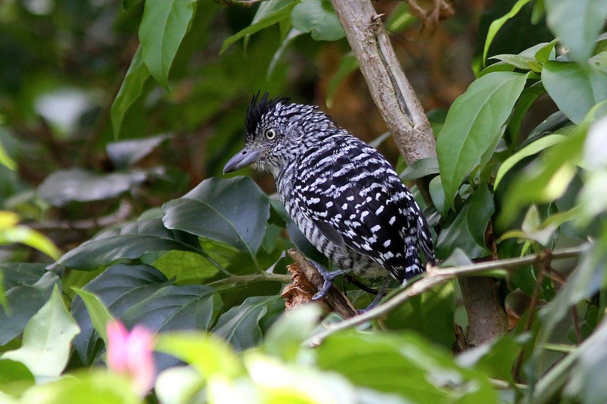 Barred Antshrike - ML35654101