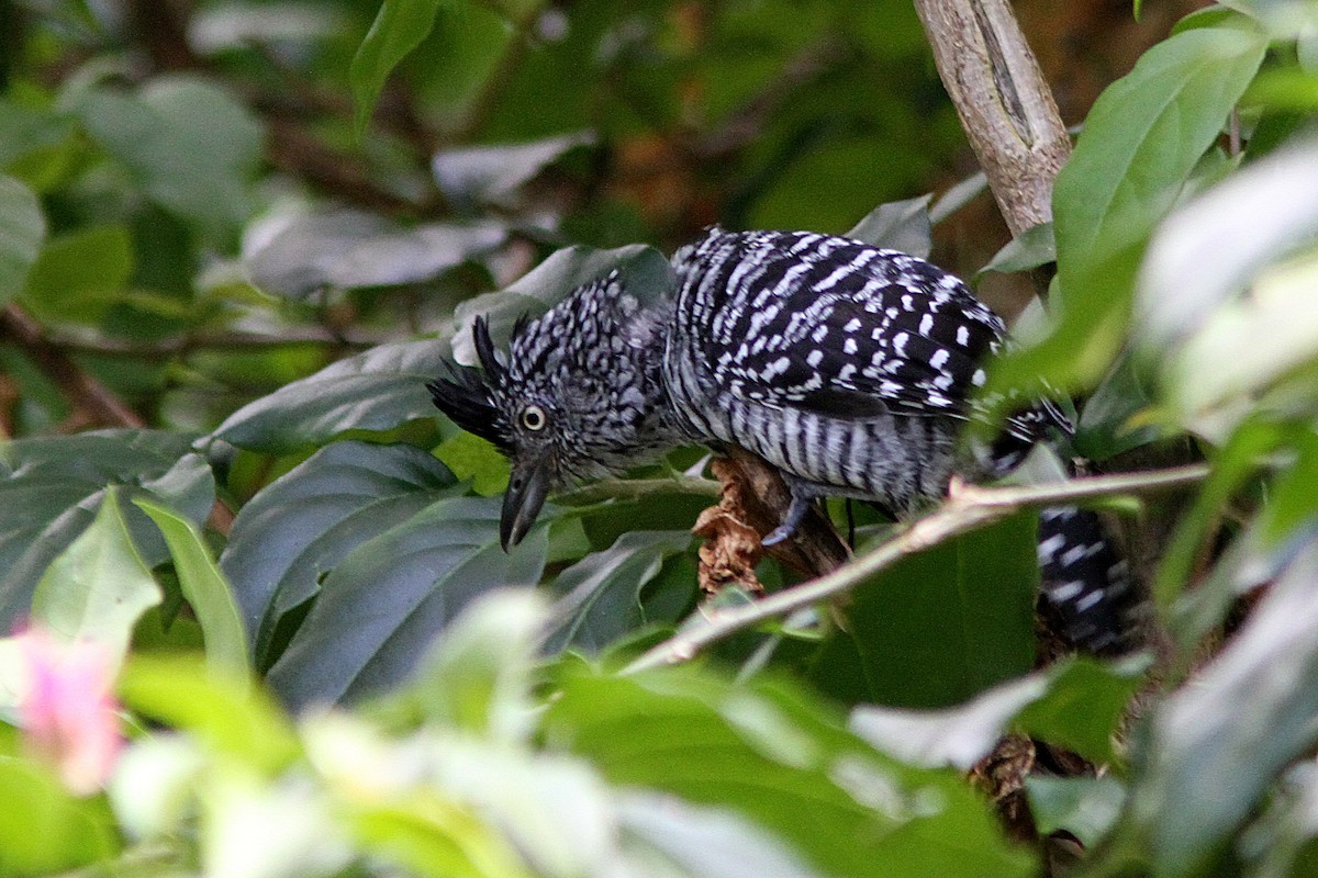 Barred Antshrike - ML35654111