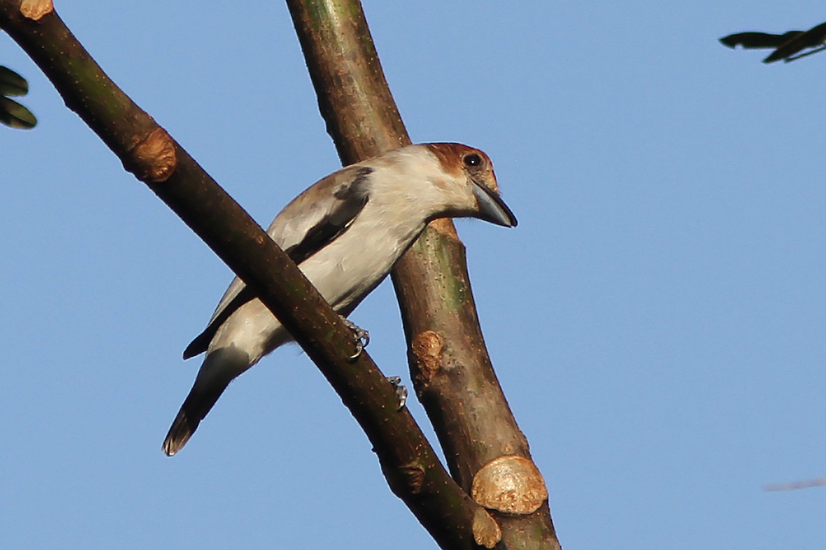 Black-crowned Tityra - ML35654231