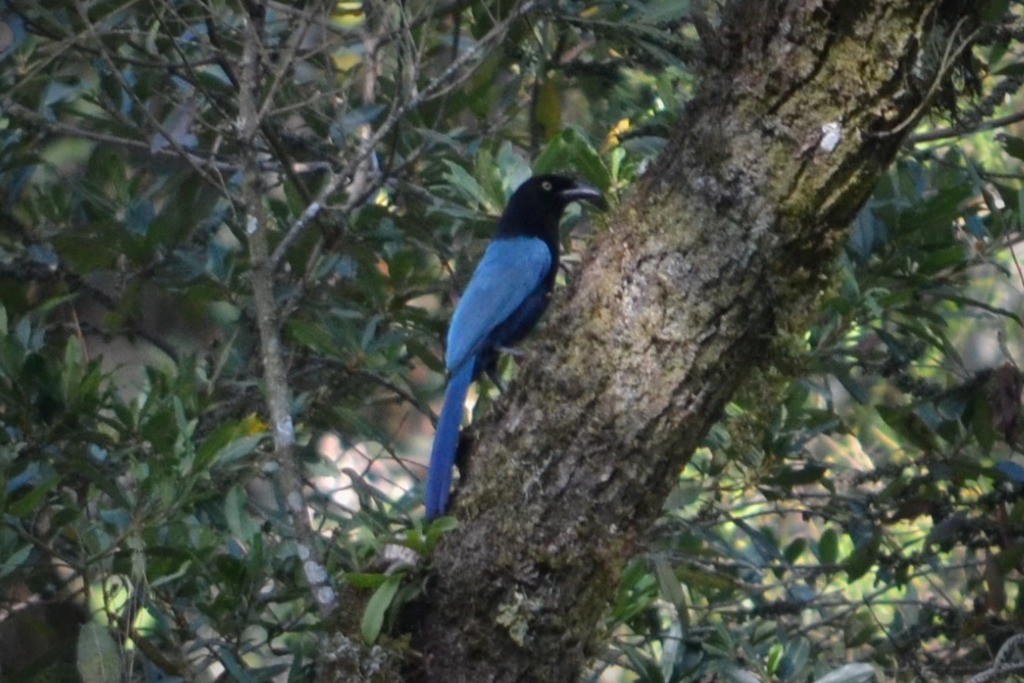 Bushy-crested Jay - ML35654351