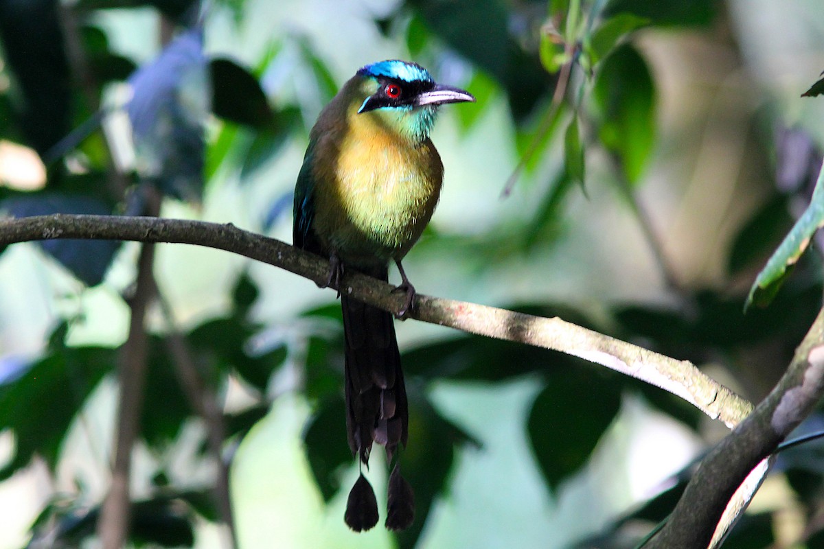 diademmotmot - ML35654431