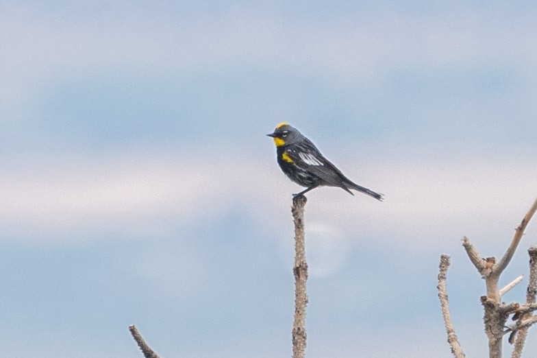 Yellow-rumped Warbler (Audubon's) - Carole Rose