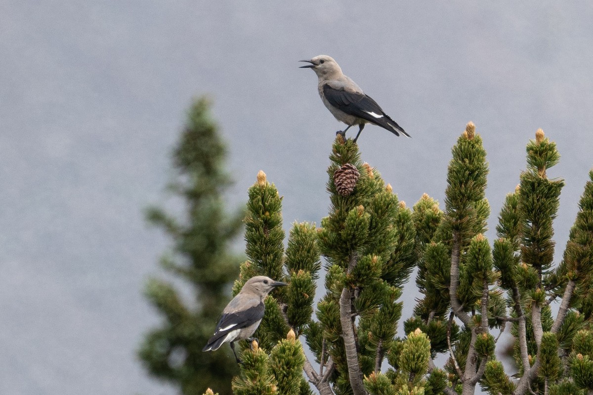 Clark's Nutcracker - ML356545311