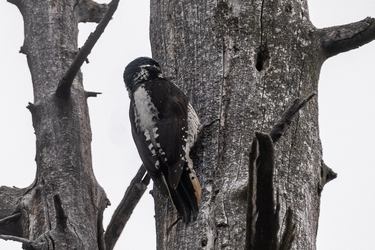 American Three-toed Woodpecker - ML356545591