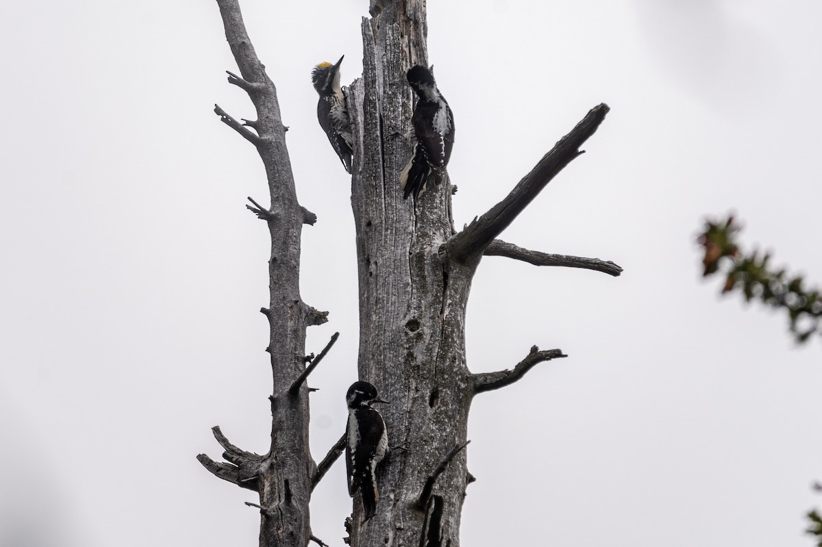 American Three-toed Woodpecker - Carole Rose