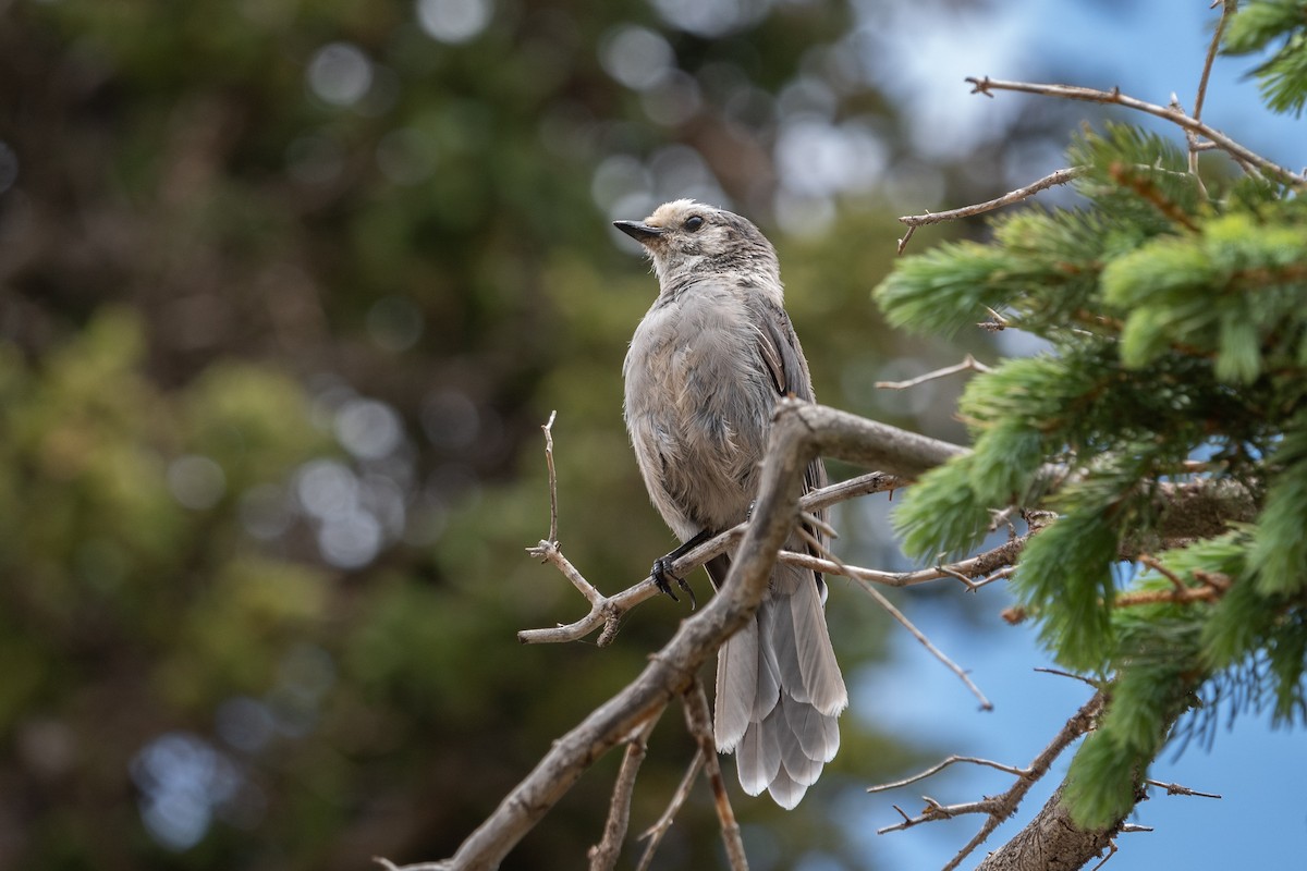 Arrendajo Canadiense (capitalis/bicolor) - ML356545641