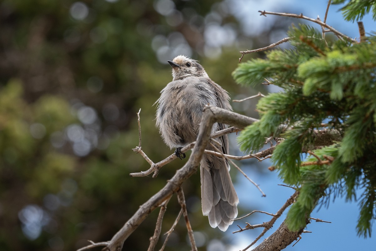 Arrendajo Canadiense (capitalis/bicolor) - ML356545731