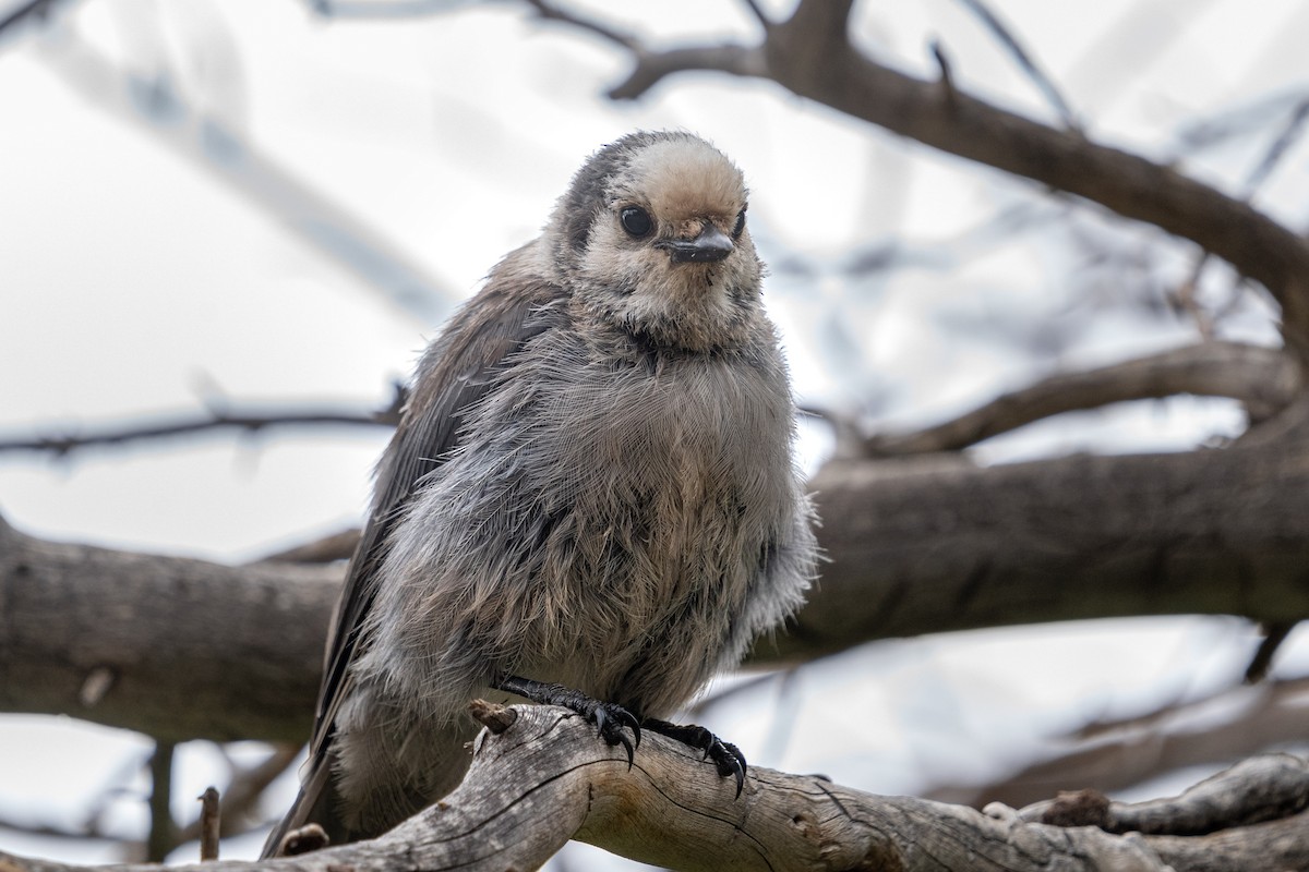 カナダカケス（capitalis／bicolor） - ML356545801