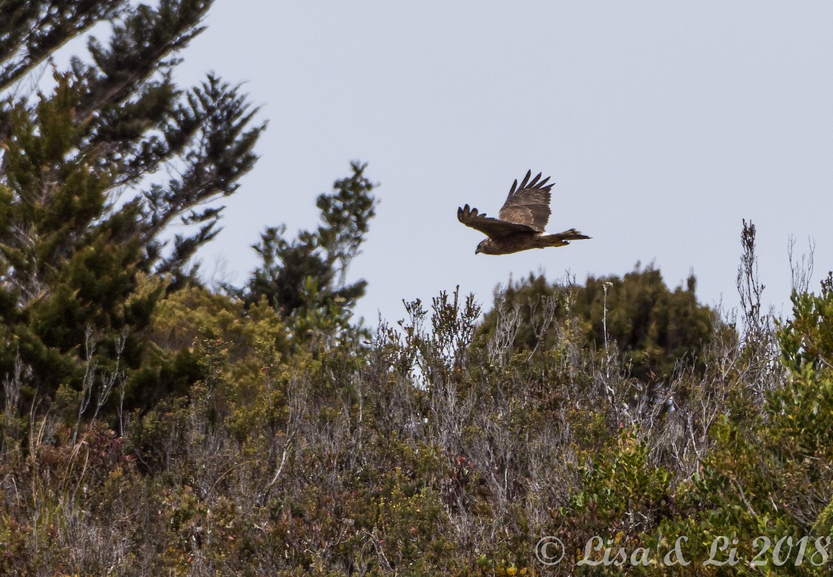 Papuan Harrier - ML356545961