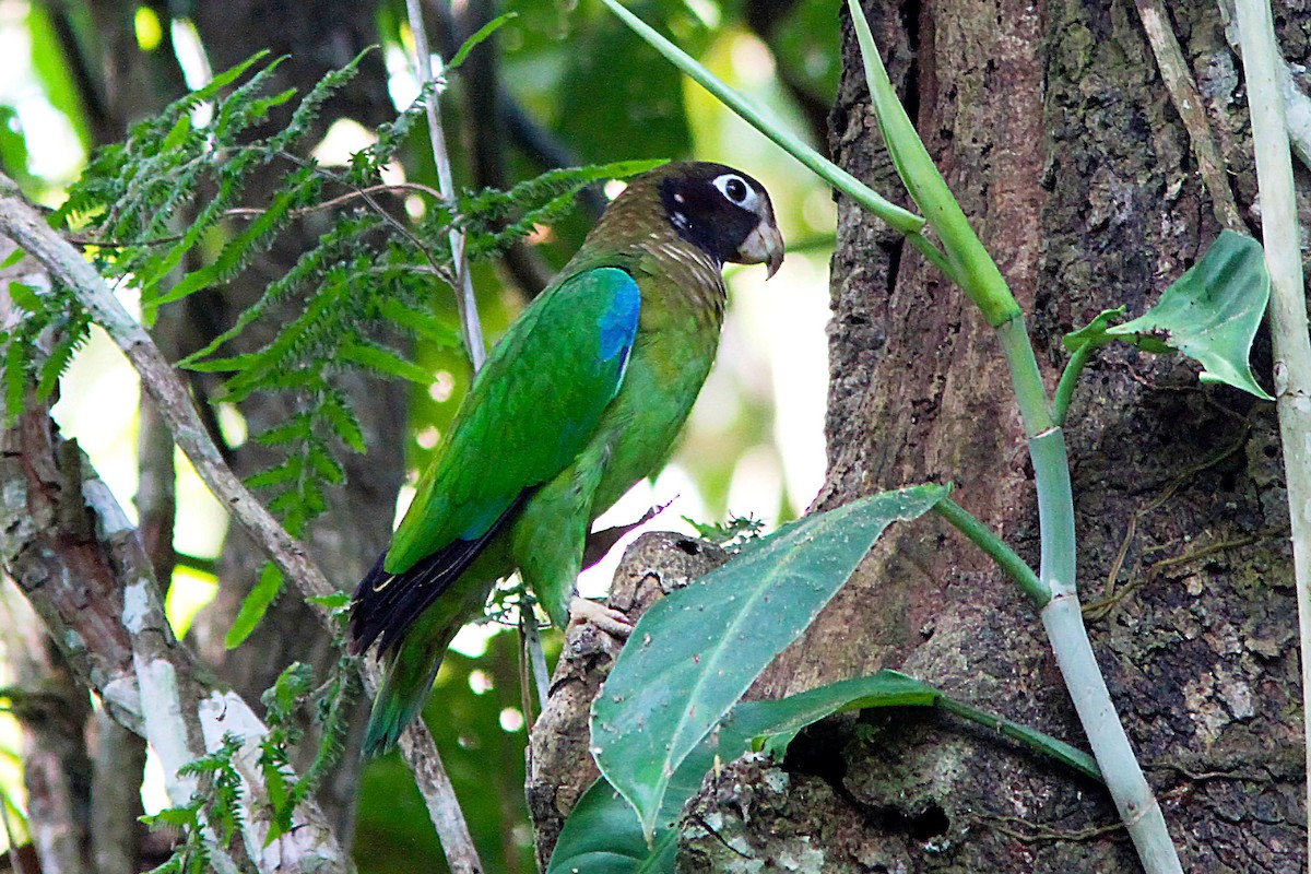 Brown-hooded Parrot - ML35654661