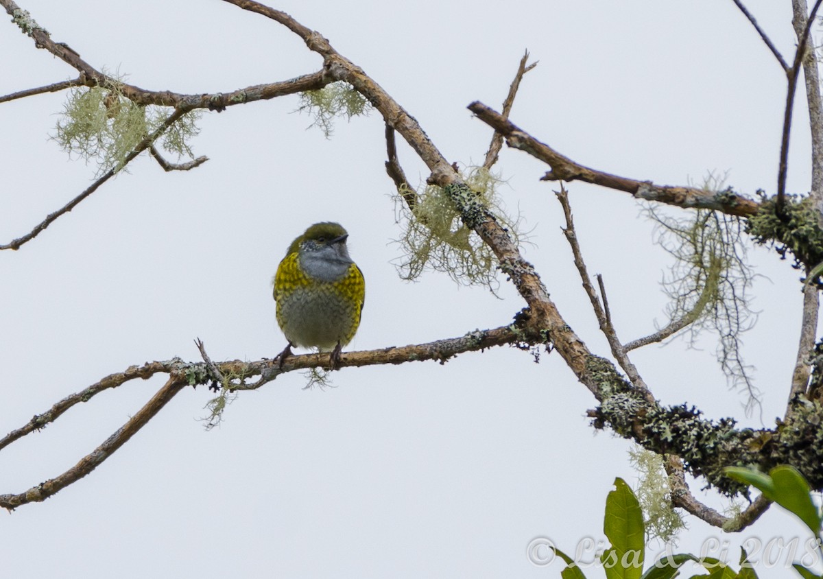 Tit Berrypecker - ML356547391