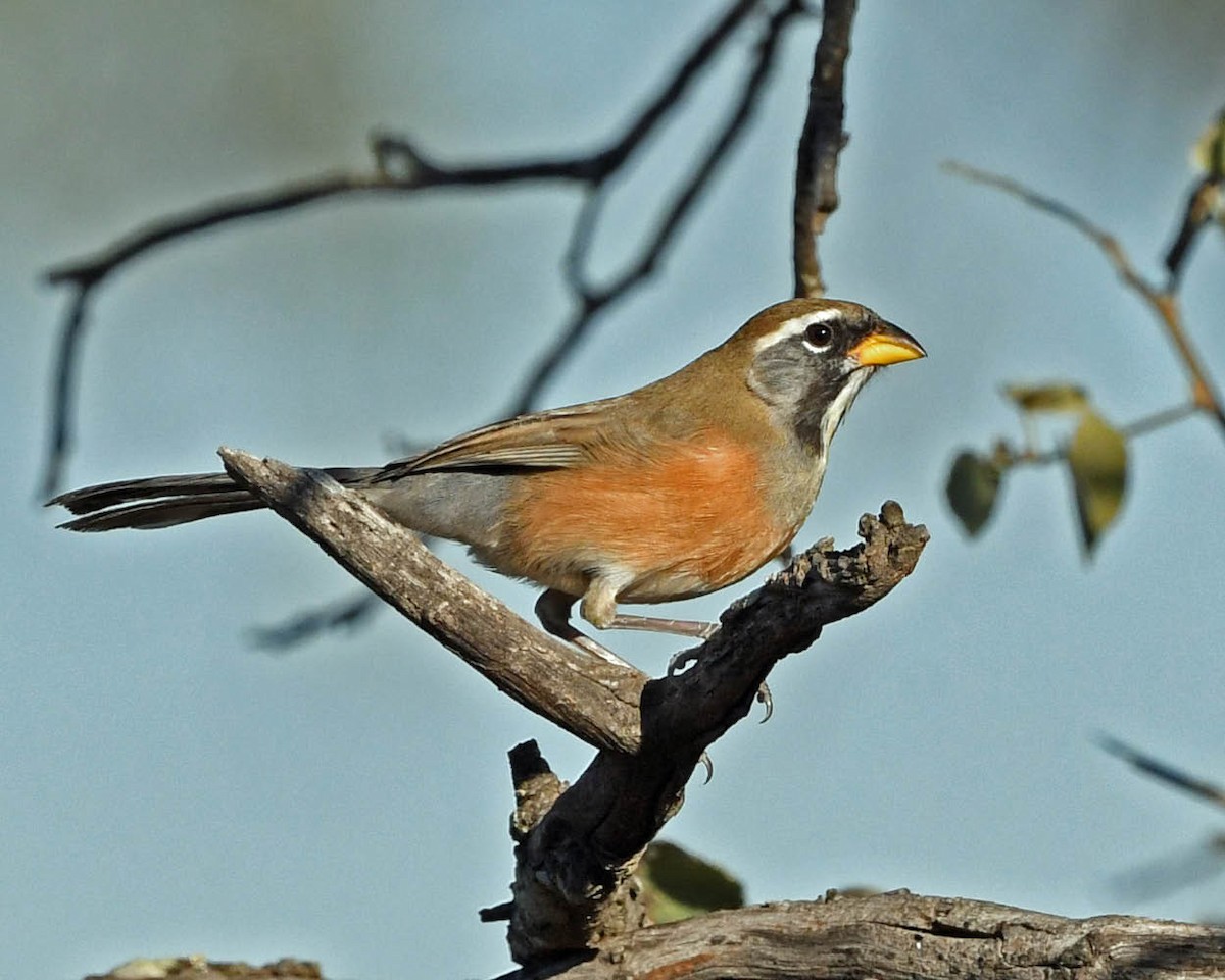 Many-colored Chaco Finch - ML356547531