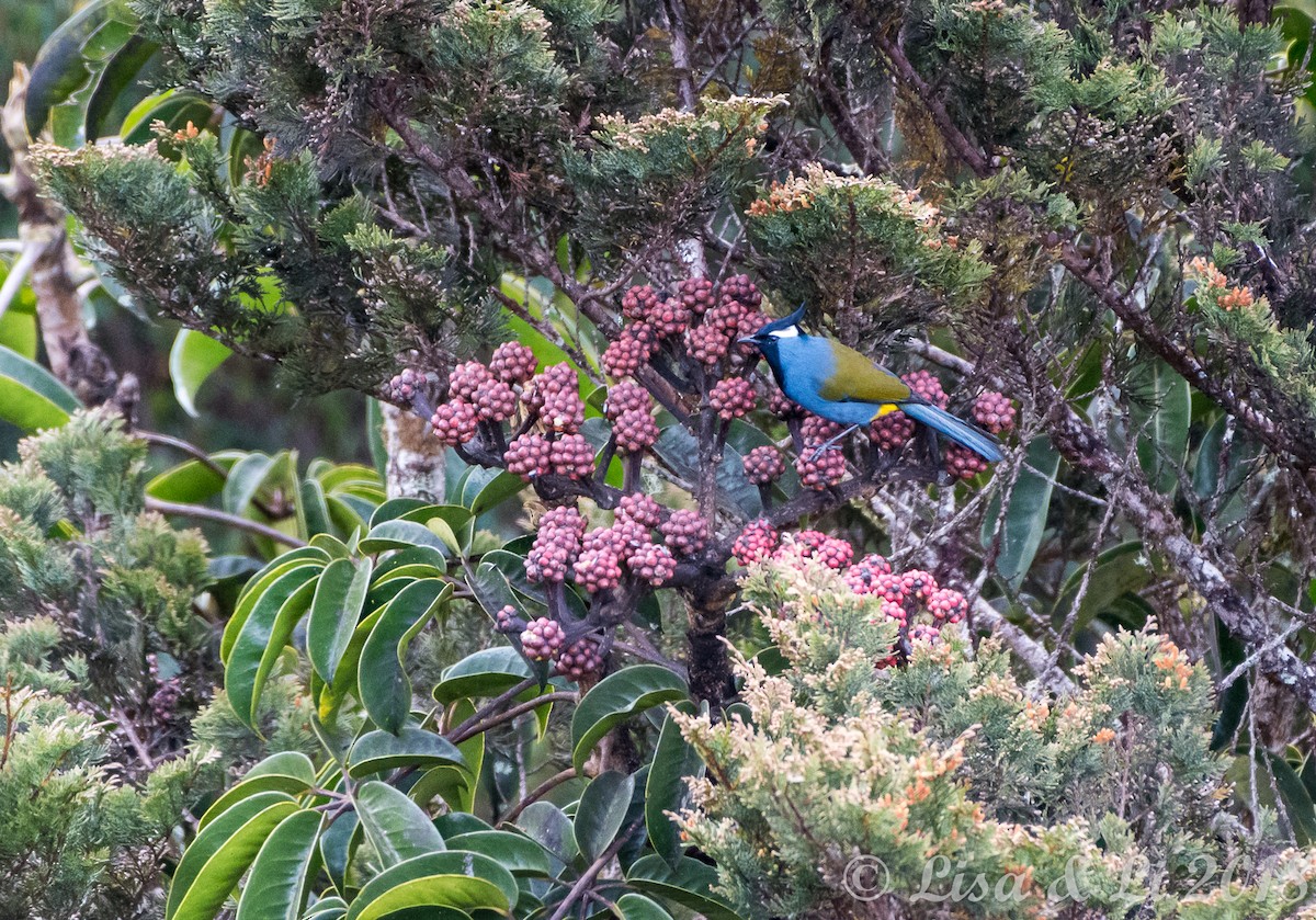 Western Crested Berrypecker - ML356547571