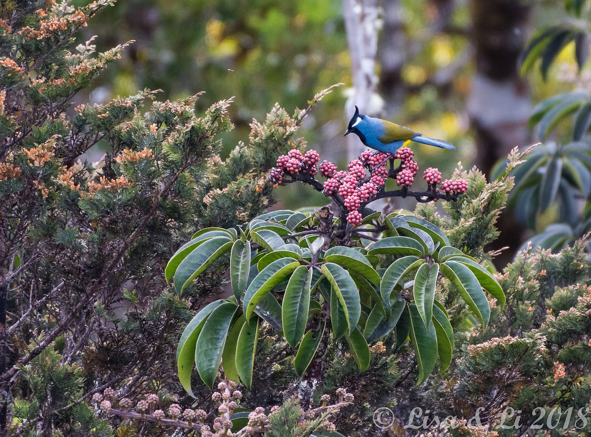 Western Crested Berrypecker - ML356547691