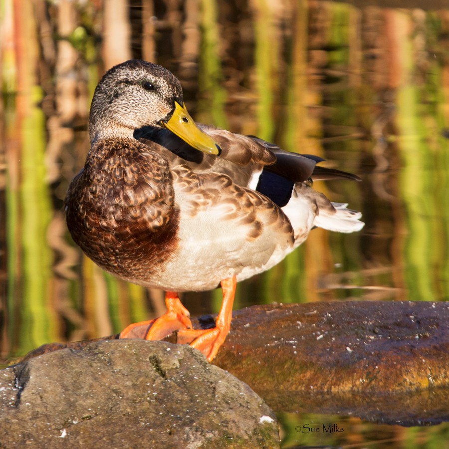 Canard colvert - ML356548261