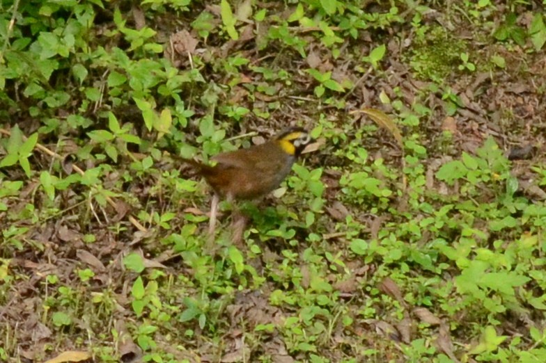 White-eared Ground-Sparrow - ML35654861