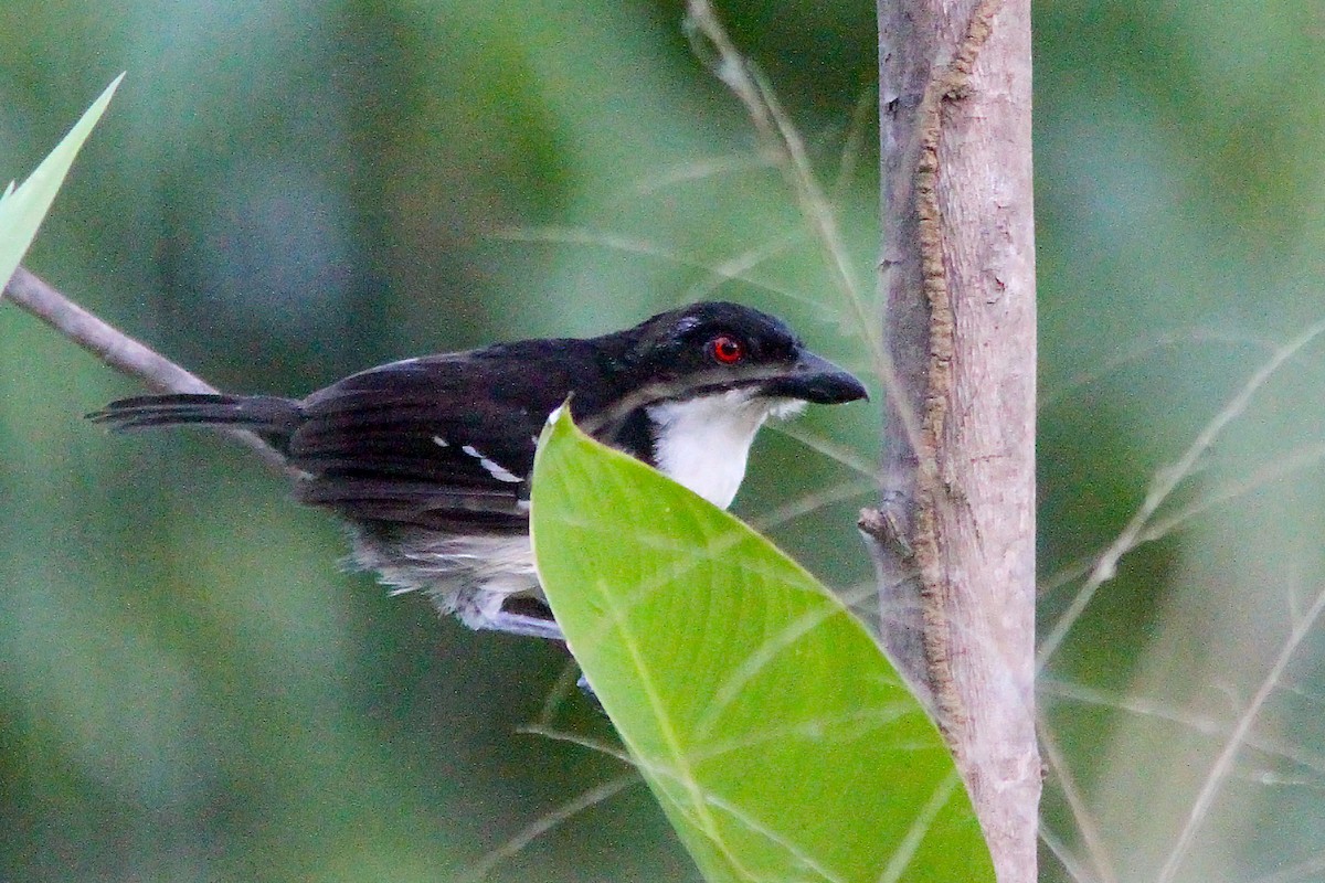 Great Antshrike - ML35654931