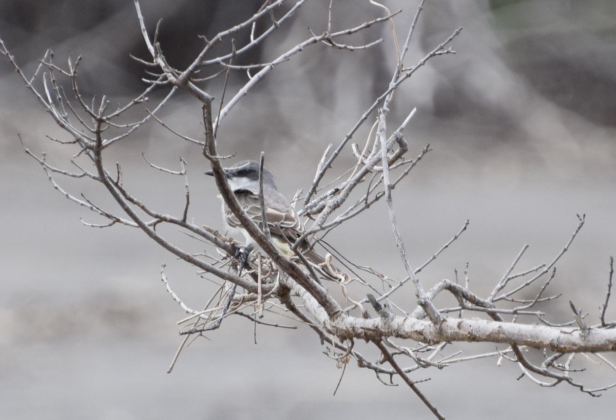 Gray Kingbird - Jeff Palis