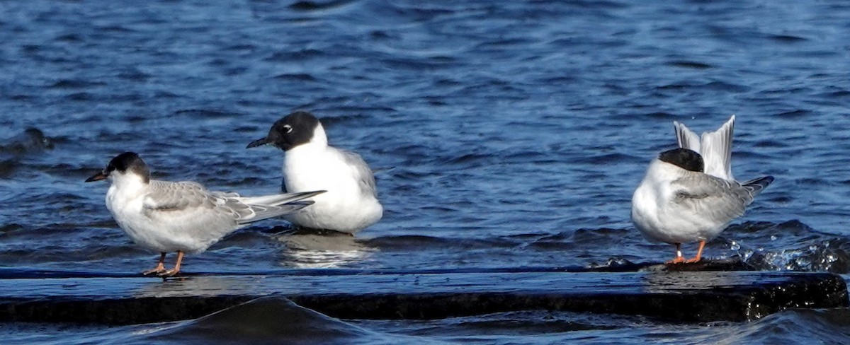 Mouette de Bonaparte - ML356550831