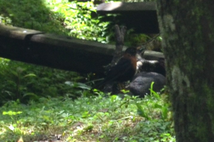 Rufous-collared Robin - ML35655301