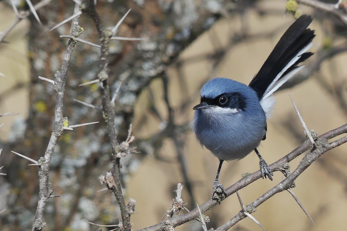 Masked Gnatcatcher - ML356553681