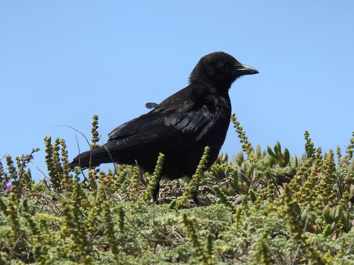 American Crow - ML356555241