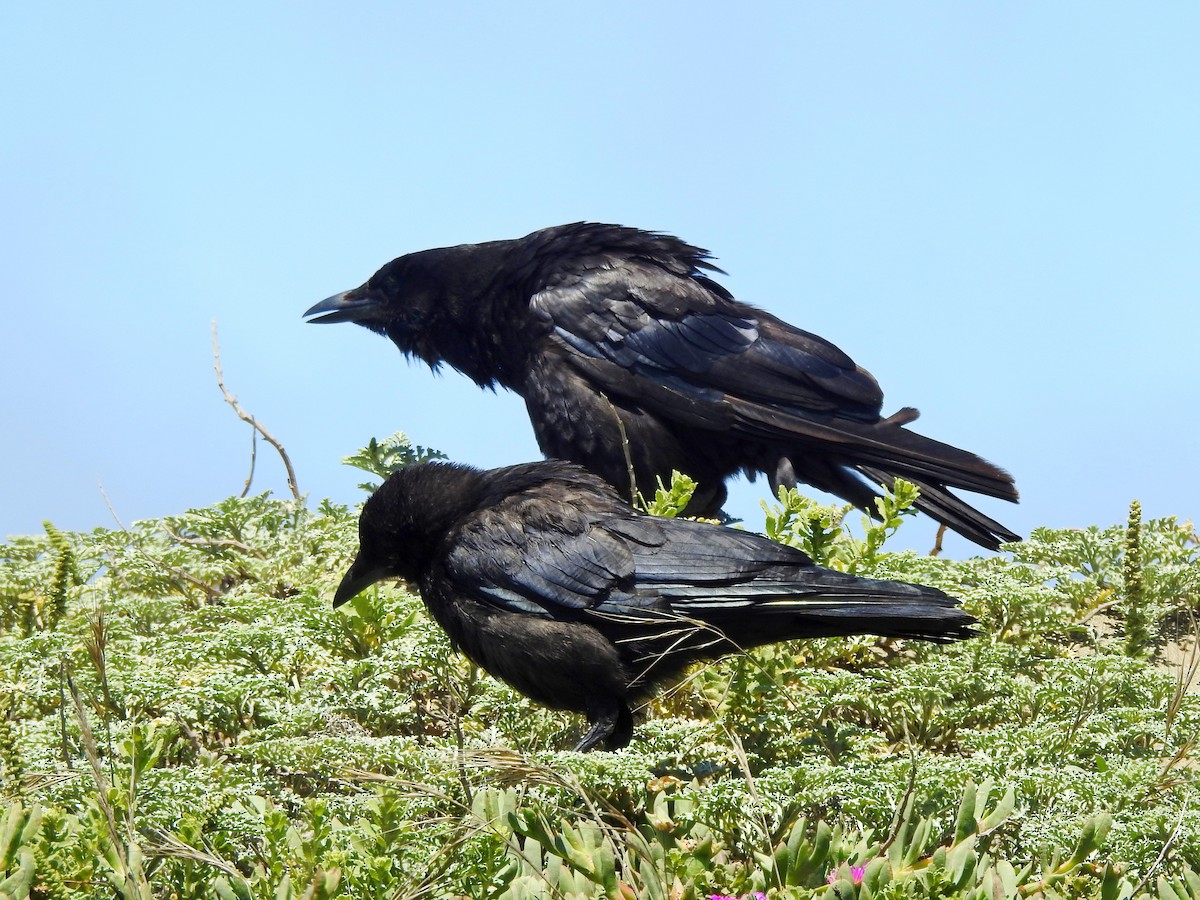 American Crow - ML356555281