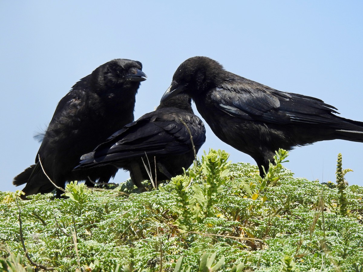 American Crow - ML356555291