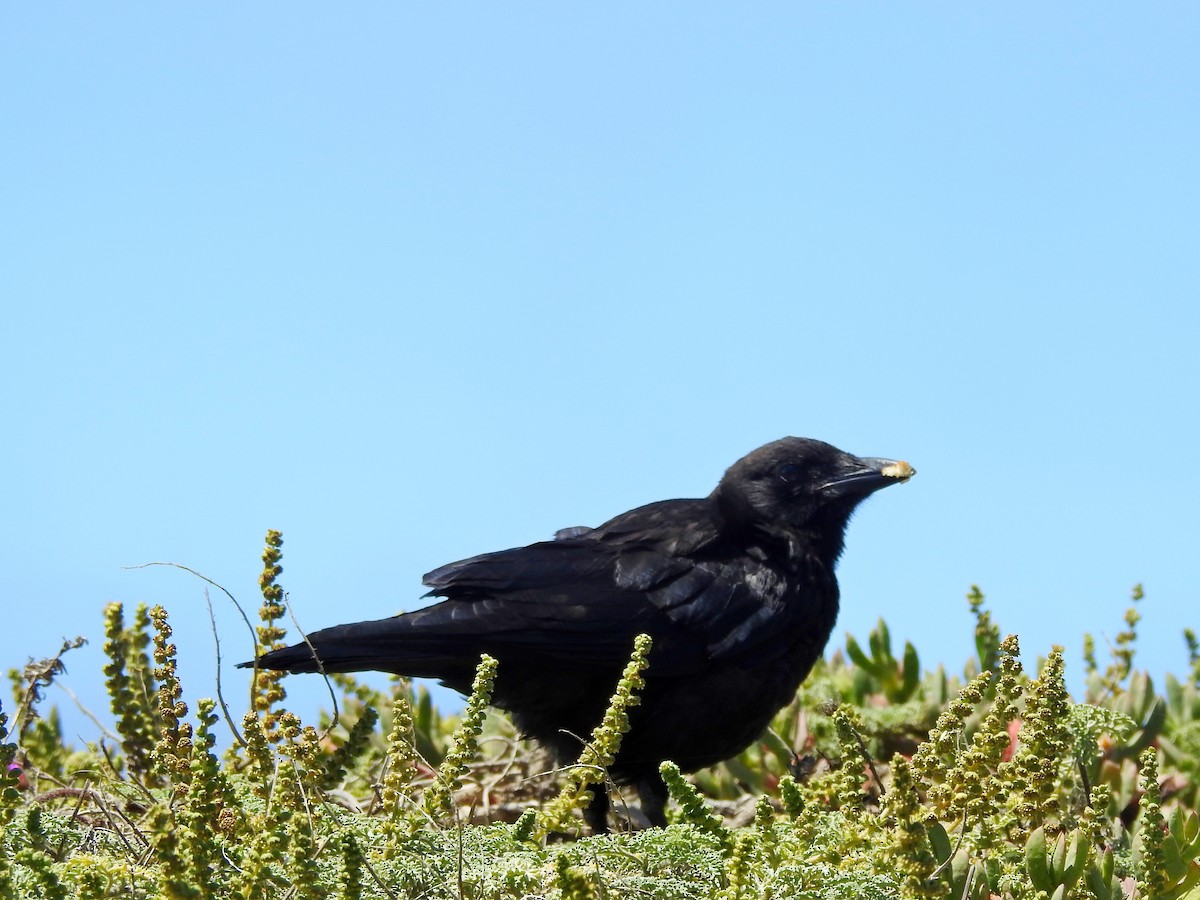 American Crow - ML356555311