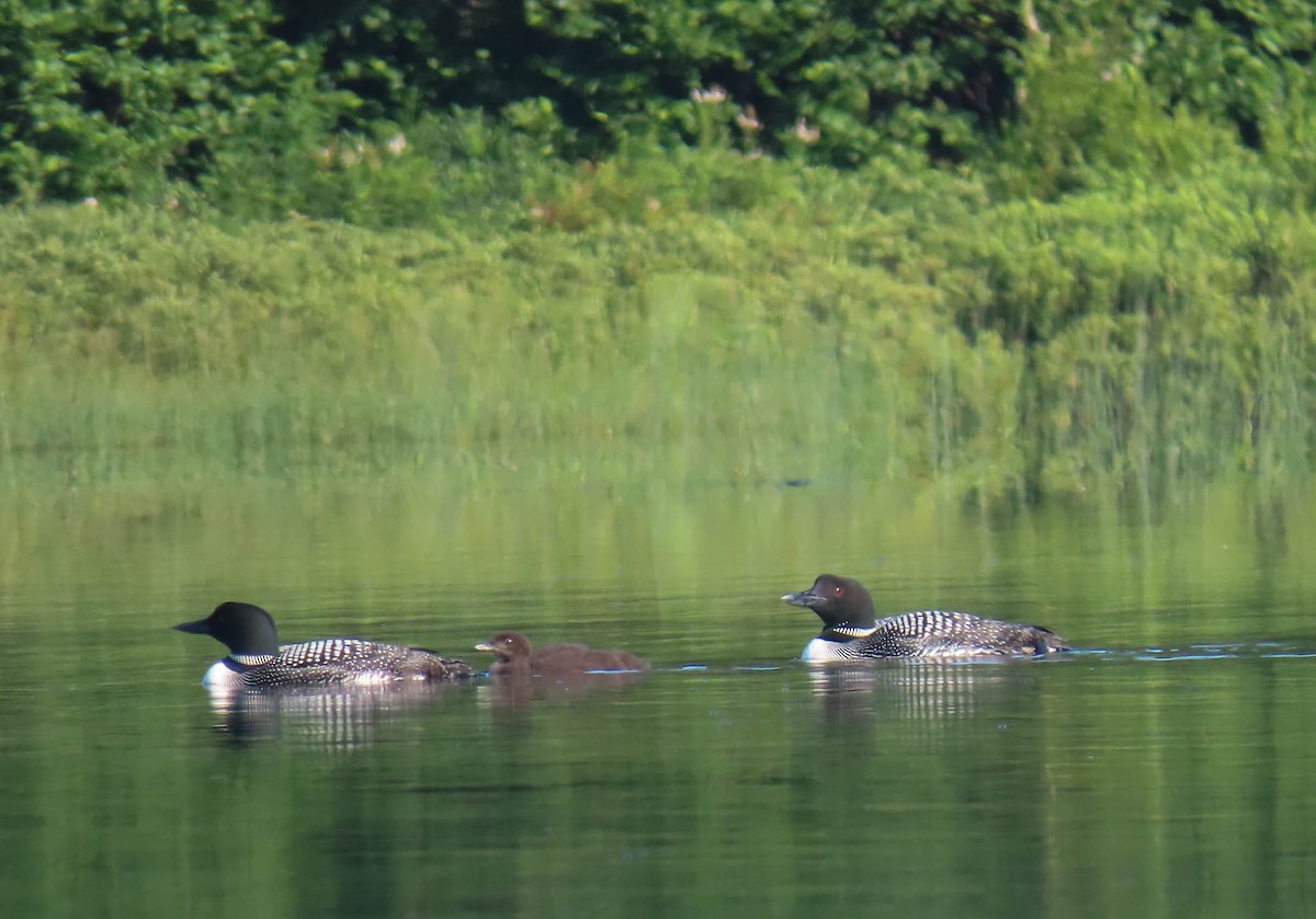 Common Loon - sheila goss