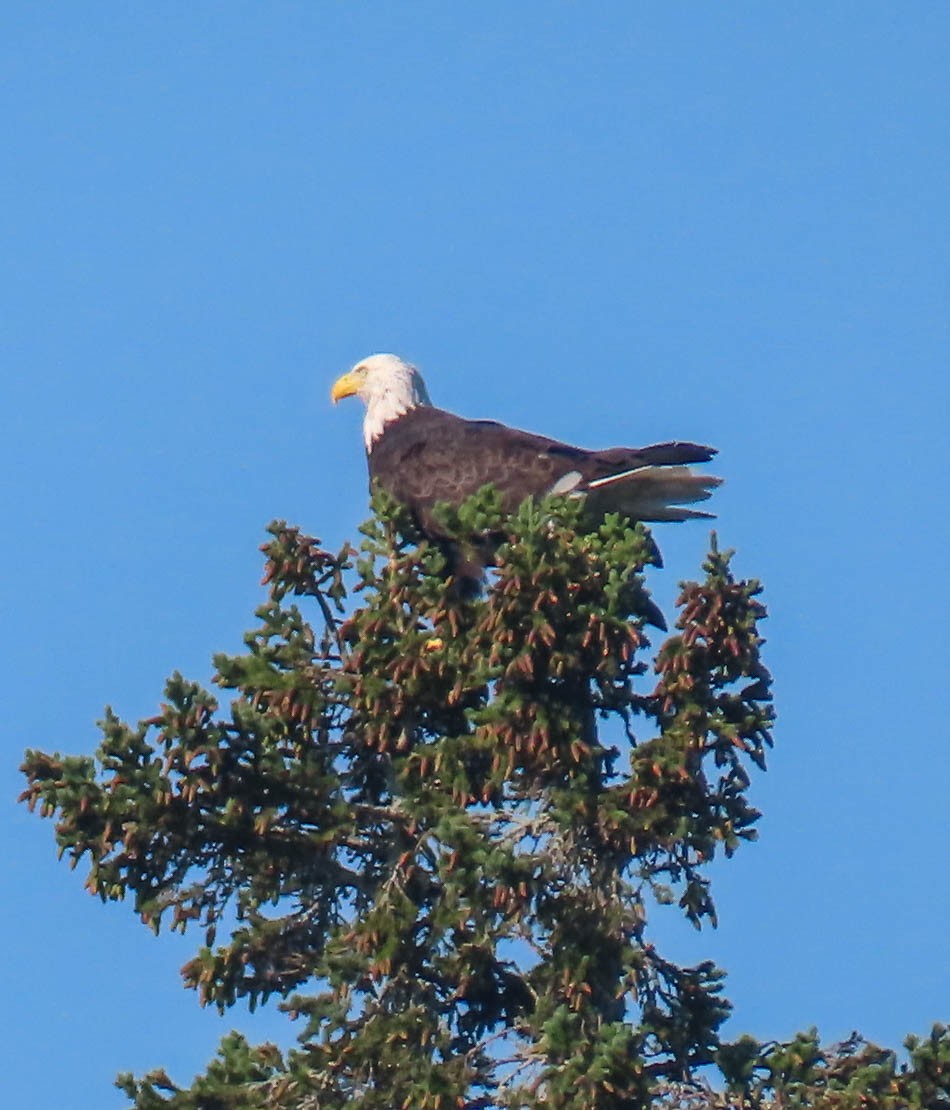 Bald Eagle - ML356555911