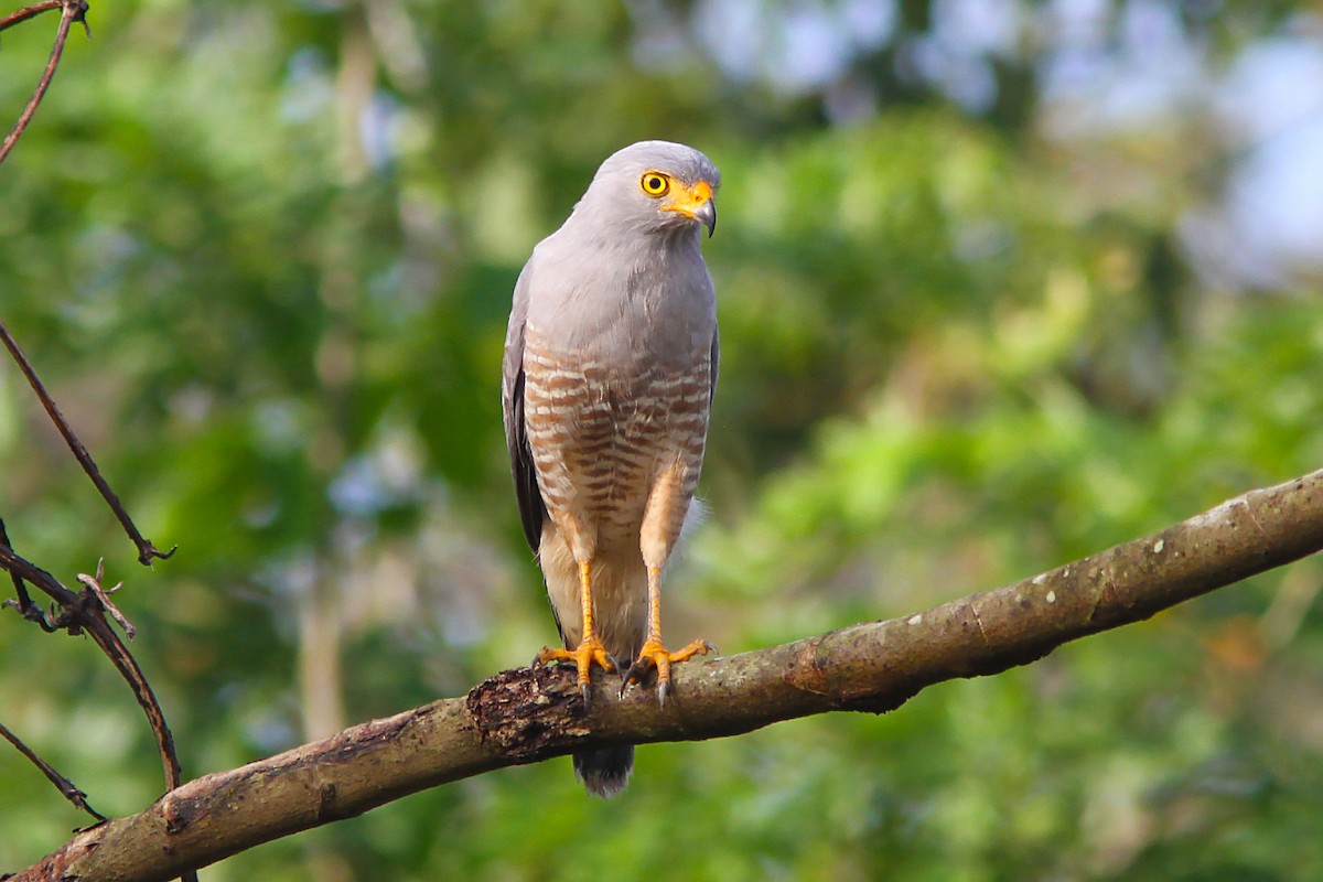 Roadside Hawk - Bradley Hacker 🦜