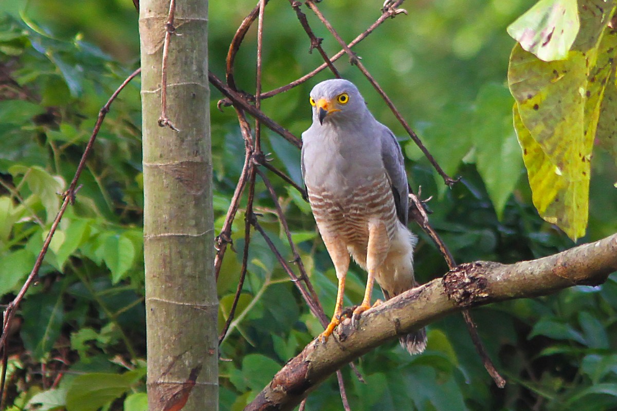 Roadside Hawk - ML35655621