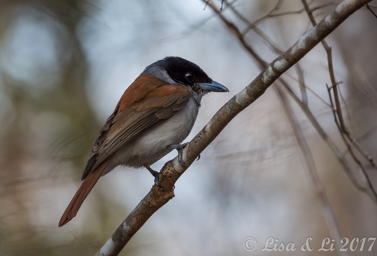 Rufous Vanga - ML356557011