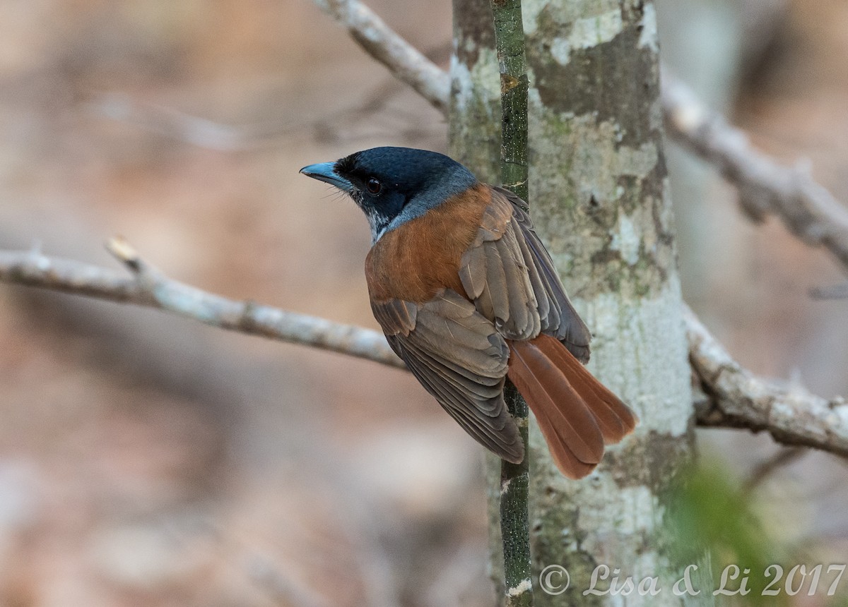 Rufous Vanga - ML356557031