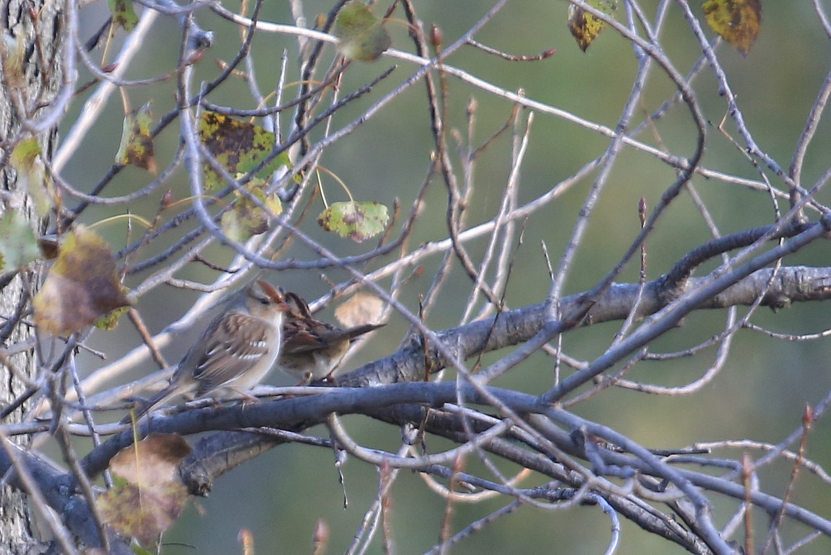 Белобровая овсянка (leucophrys) - ML35655941