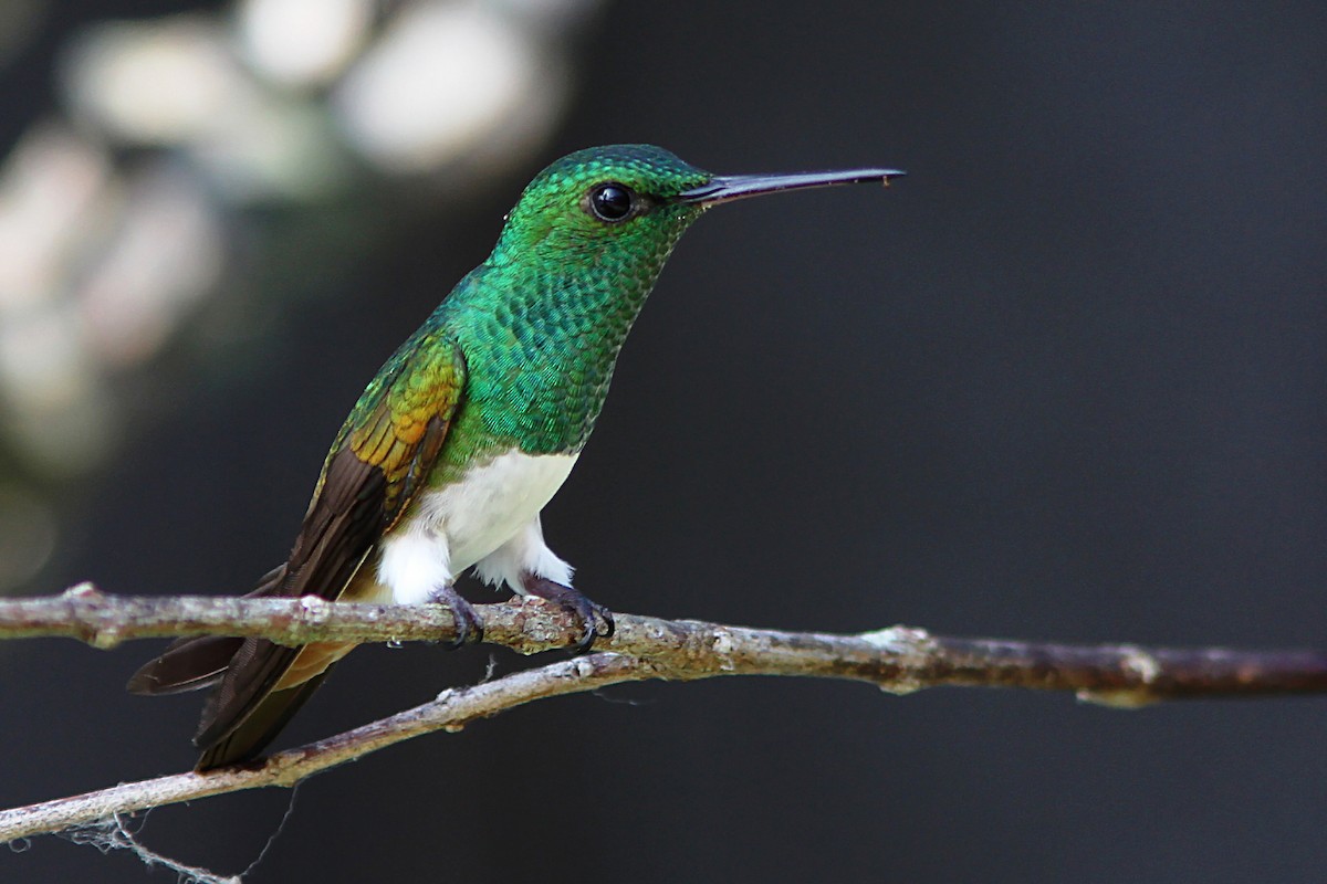 Snowy-bellied Hummingbird - Bradley Hacker 🦜